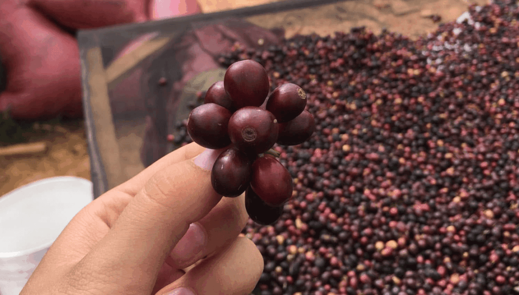 Vietnam. K’ho Coffee Cooperative